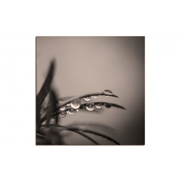 Obraz na plátně - Kapky na jehličí - čtverec